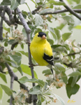 American Goldfinch 5810